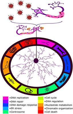 COVID-19 and Aging-Related Genome (Chromosome) Instability in the Brain: Another Possible Time-Bomb of SARS-CoV-2 Infection